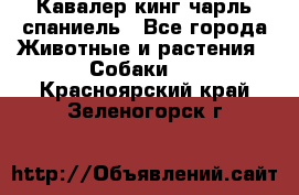 Кавалер кинг чарль спаниель - Все города Животные и растения » Собаки   . Красноярский край,Зеленогорск г.